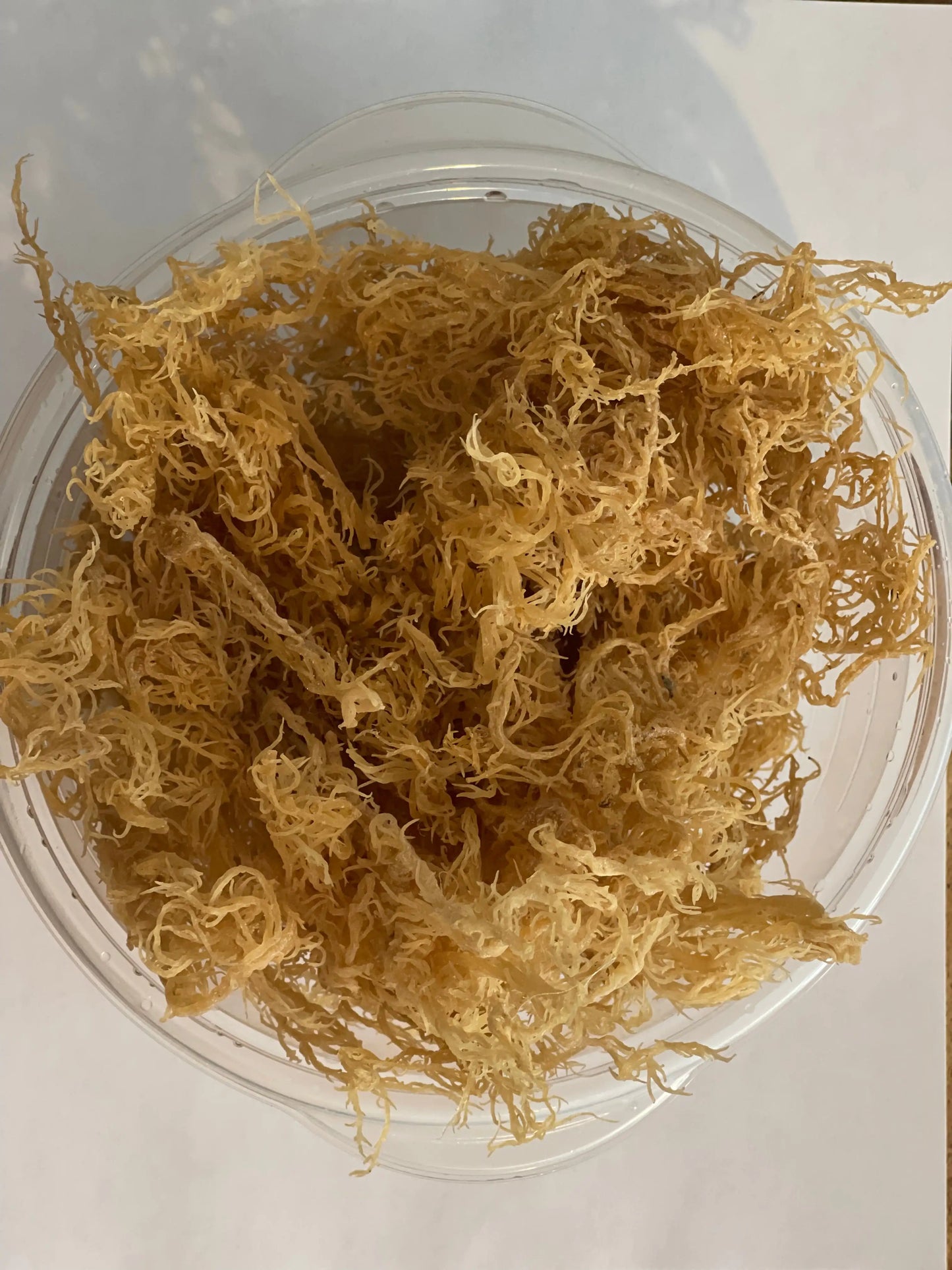 Wild Harvested Gold Raw Sea Moss